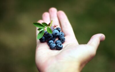 Factors to Consider When Sourcing Mexican Blueberries