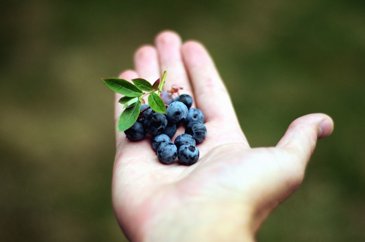 Factors to Consider When Sourcing Mexican Blueberries